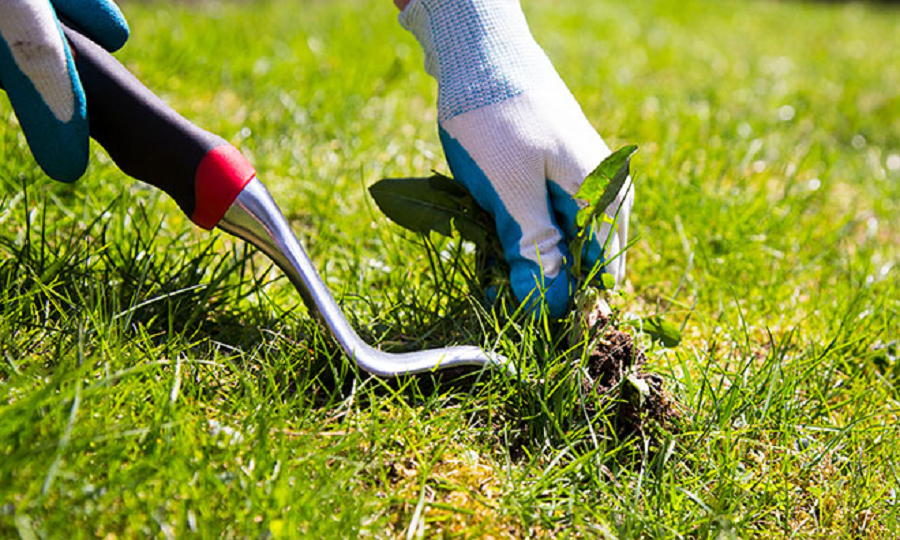 Why Your Yard Needs Weed Control