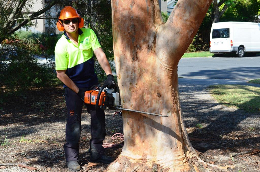 Hiring a Professional Tree Removal