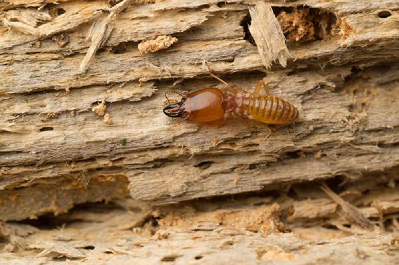 Termites and the Damage They Can Do to a Home