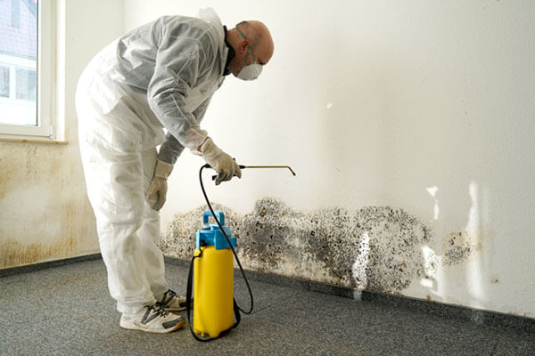 What Mold Removal Services Can Deal You