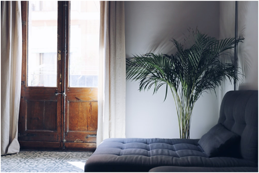 Blinds Vs Curtains: Which Is Best If You Love Indoor Plants?