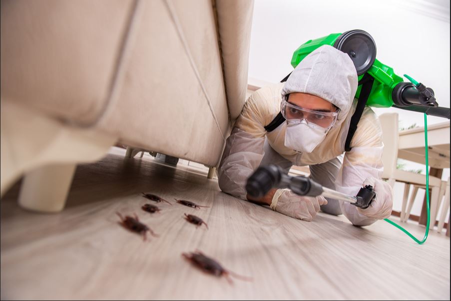 Best Pest control remedies which actually work in 2021