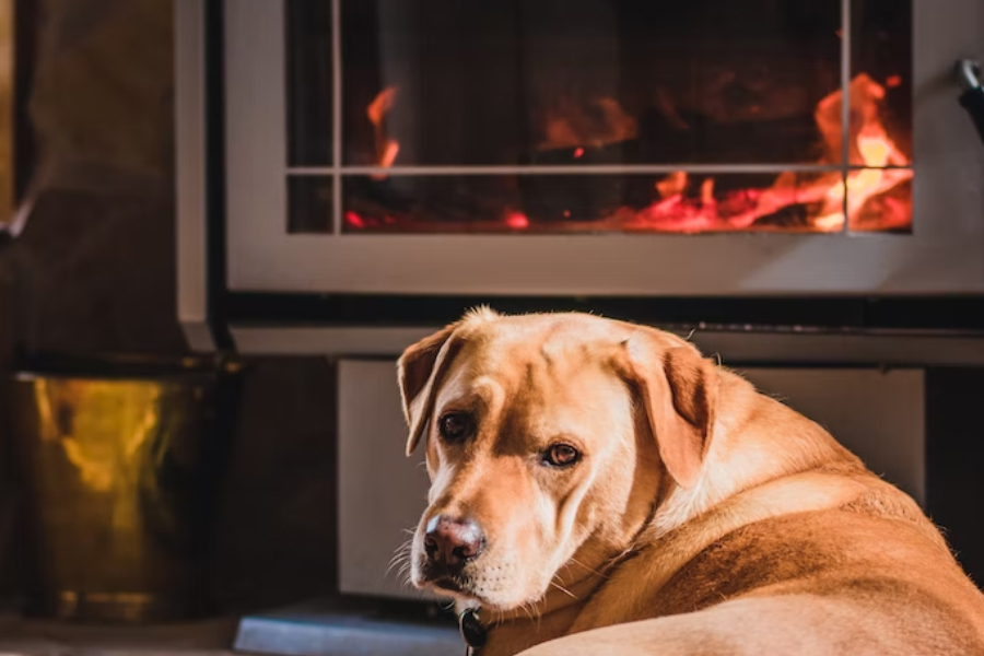 Dog enjoying fire after chimney cleaning in CT