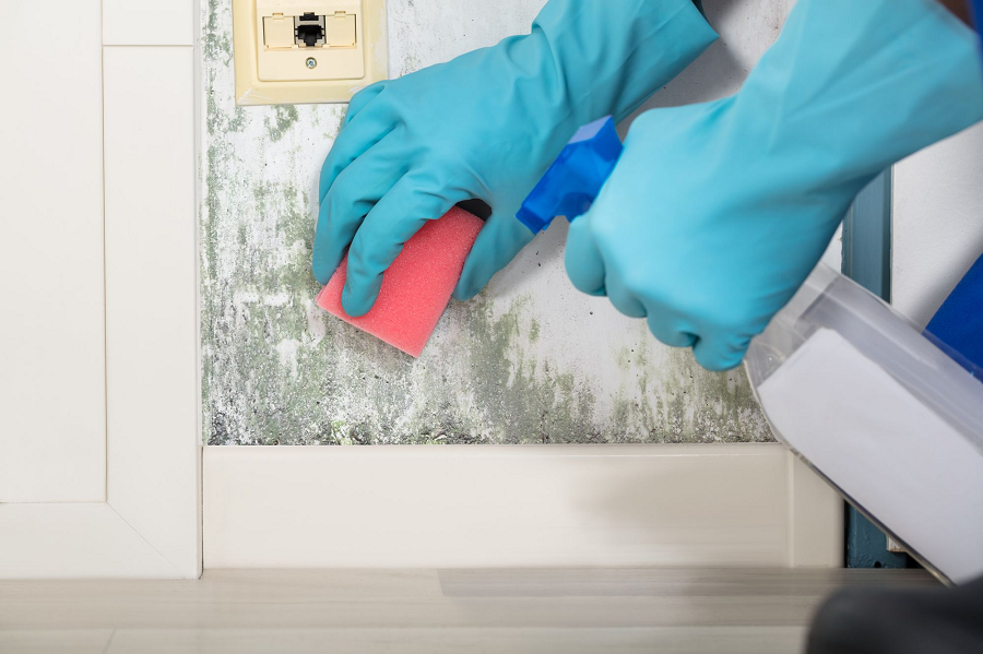 Mold In Kitchens in Akron