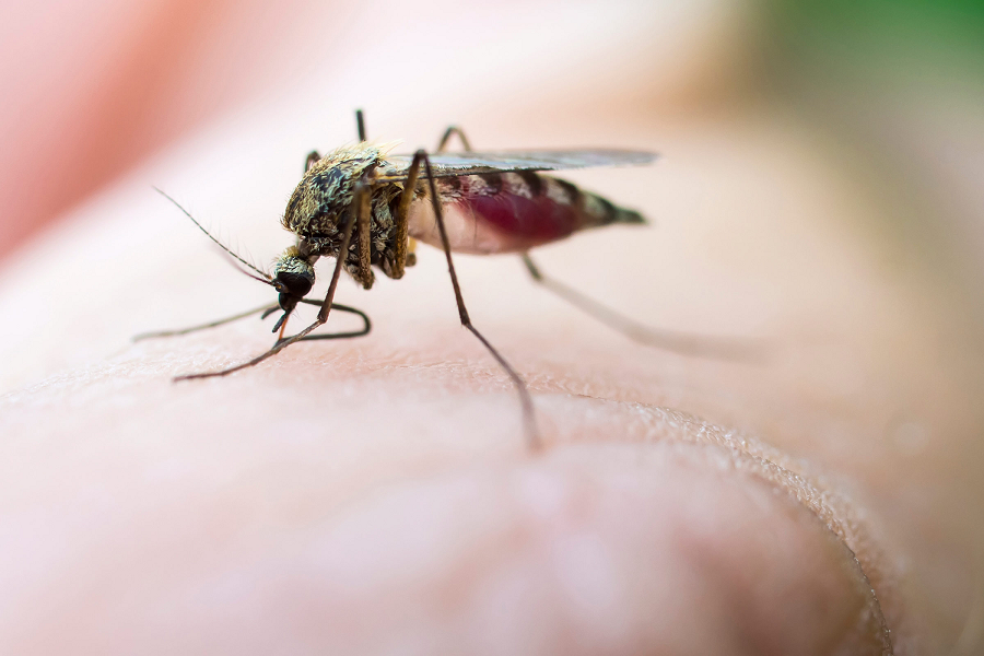 What You Should Know About Mosquitoes and Mosquito-Borne Diseases