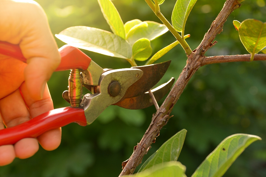 How Does Pruning Help Trees?