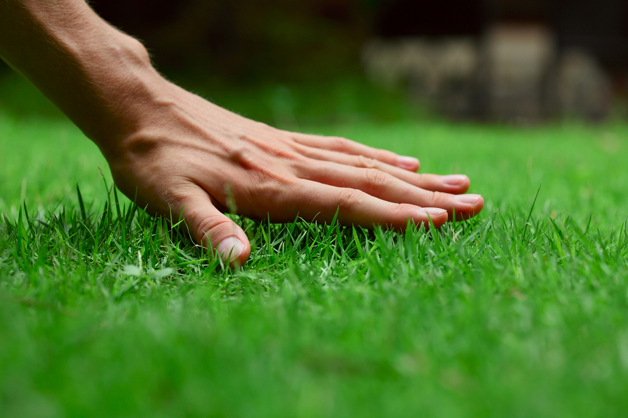 4 Lawn Care Tips for New Homeowners