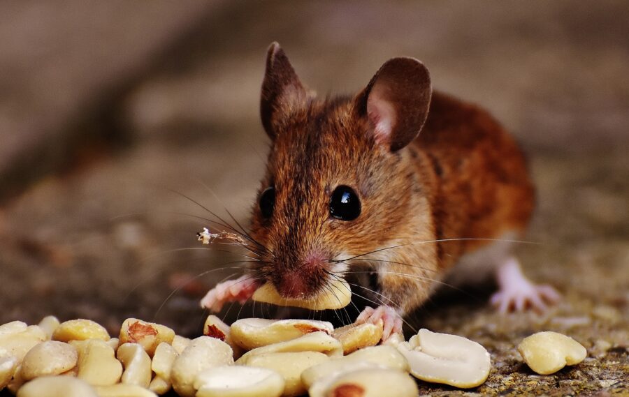 Natural Mouse Repellents: 5 Options That Actually Work