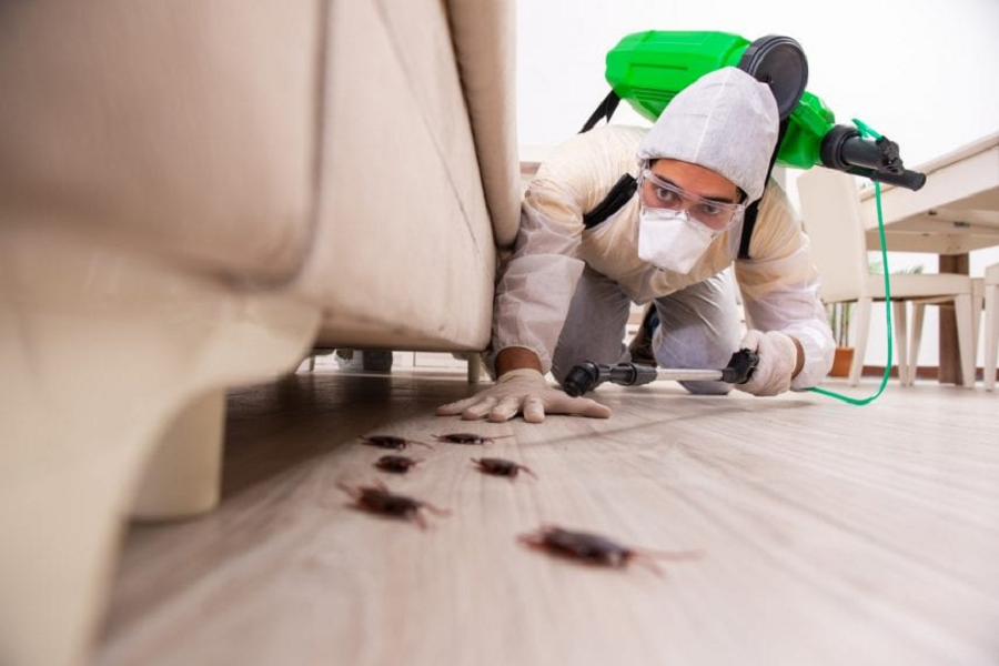 Best insecticides for your home