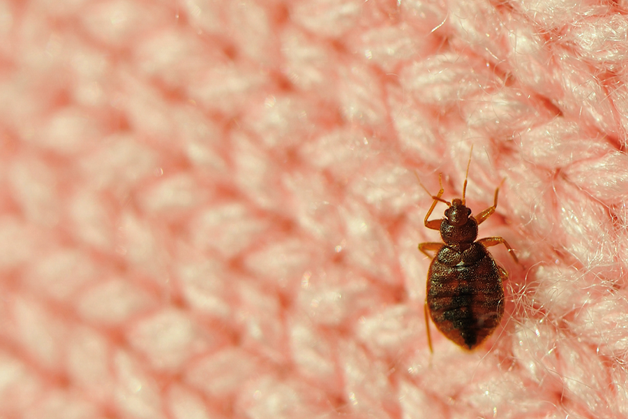 A LOOK AT THE TOP 4 MICHIGAN CITIES FOR BED BUGS