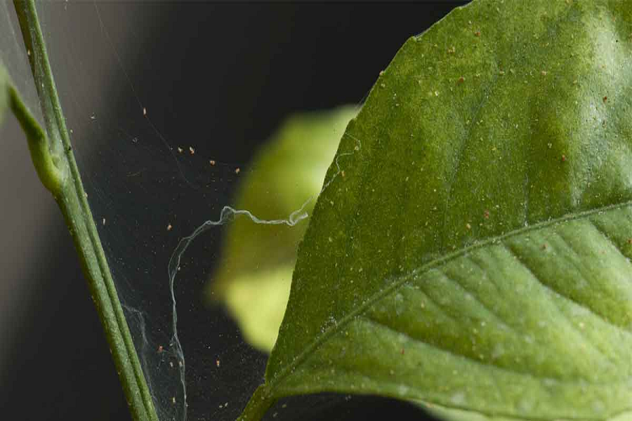 How To Get Rid Of Spider Mites On Indoor Plants