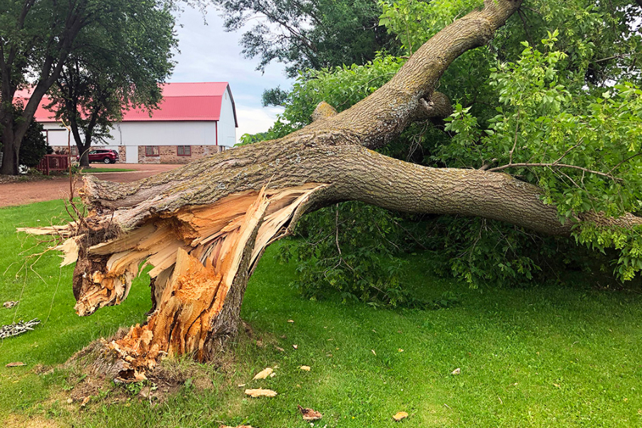 Signs that you need emergency tree service