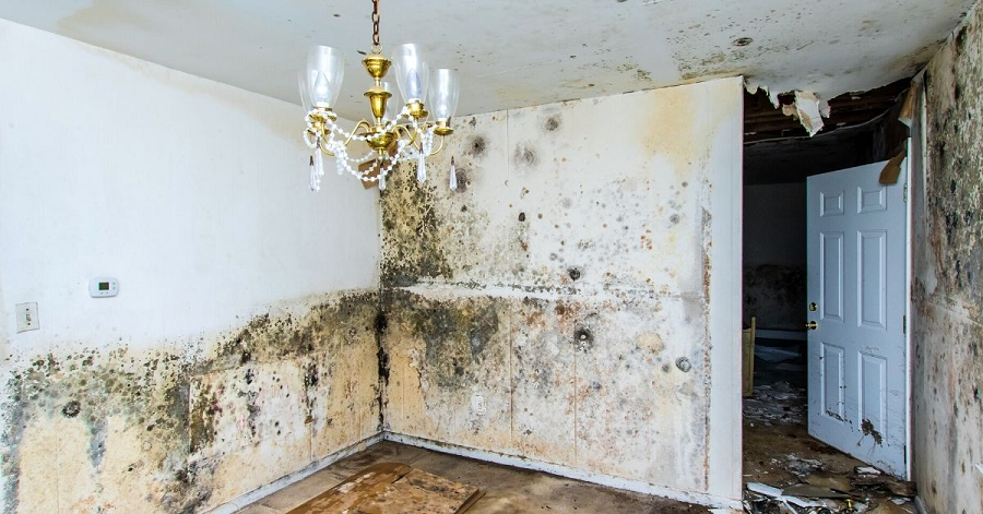 EPA Mold Remediation Directives You Want to Know
