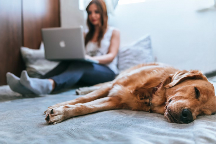 Creating a Pet-Friendly Home: A Comprehensive Guide
