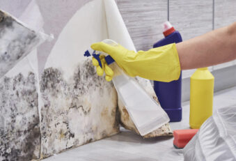What Is Wall Mold, and How to Get Rid of It