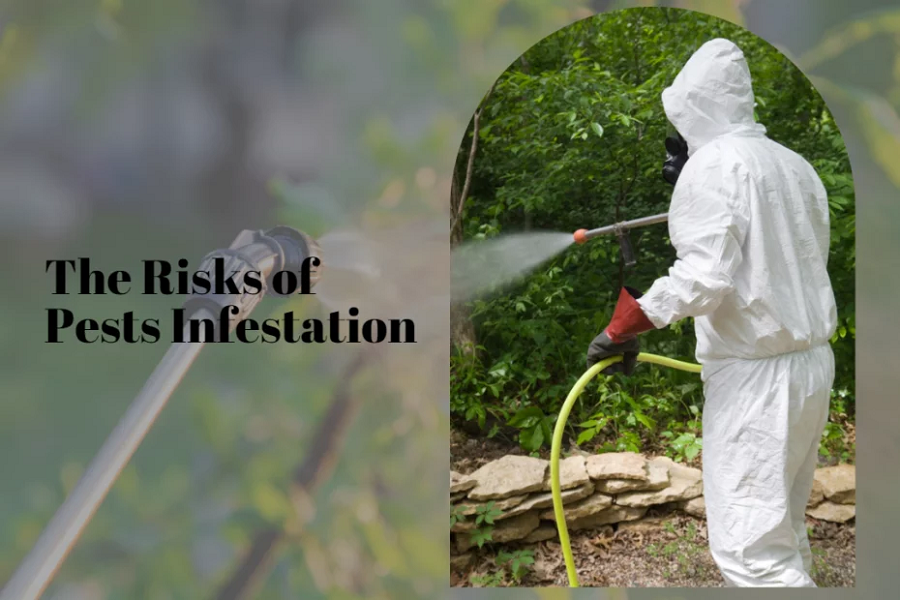 Pest-Related Health Risks: How To Protect Your Family From Diseases Carried By Pests