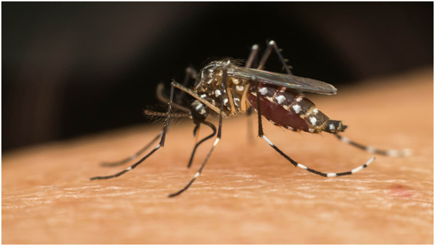 Mosquito-Borne Diseases: What You Need to Know and How to Protect Yourself