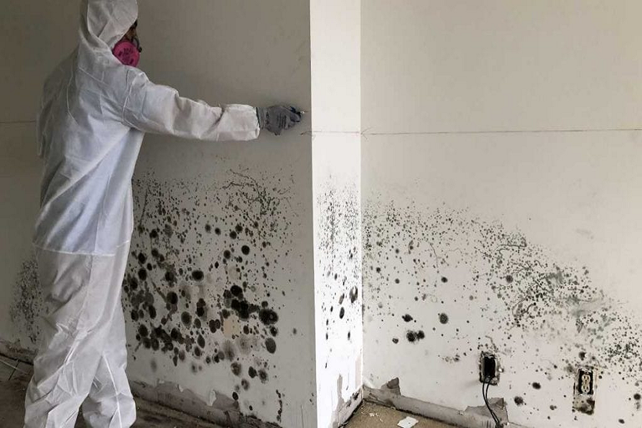 Eradicating Mold: Trusted Solutions You Should Know