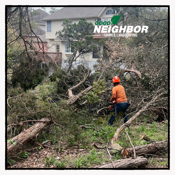 Preparing Your Trees for Extreme Weather: Lessons from Austin’s 2023 Ice Storm