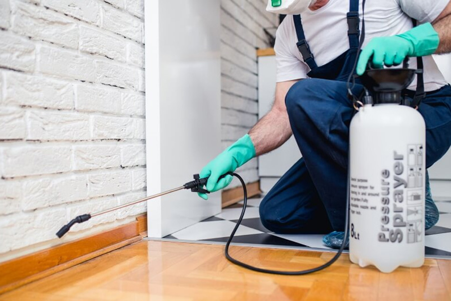 The Cost of Pest Control in Walthamstow