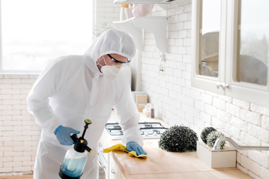 What to Expect from a Pest Control Company in Singapore