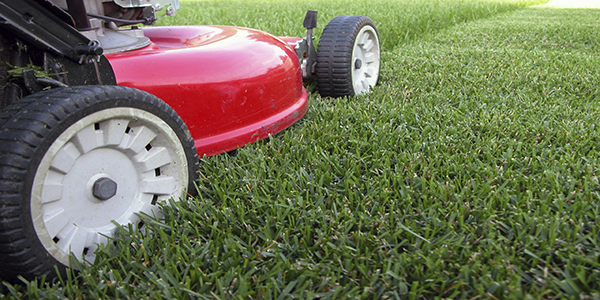 From Weed Control to Mosquito Management: How Burke Lawn Care Keeps Your Yard Pristine